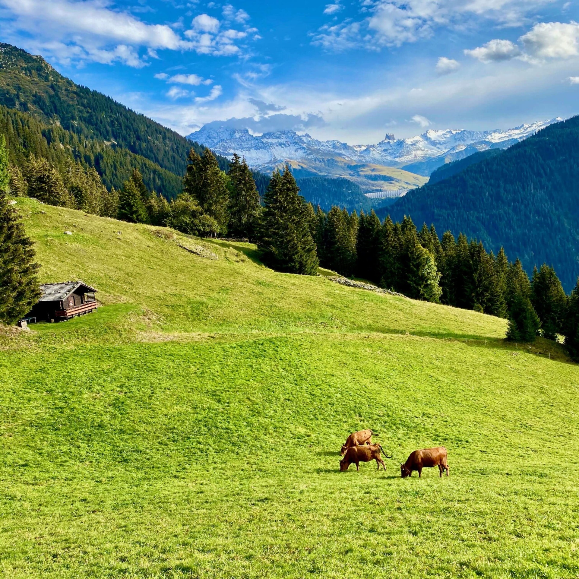 Cows grazing mountain protealpes whey