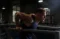 Un homme fait des dips en salle de sport, illustrant l'énergie et la détermination soutenues par Protéalpes, nutrition pure.