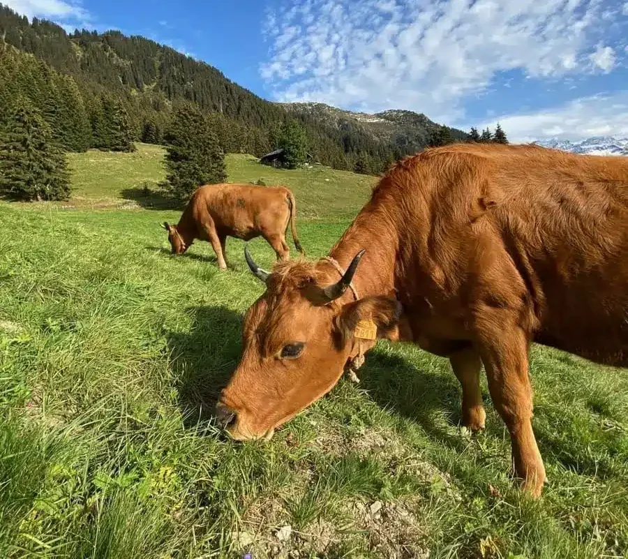 Cows grazing freely in the Alps, a symbol of Protéalpes' commitment to additive- and sweetener-free nutrition.