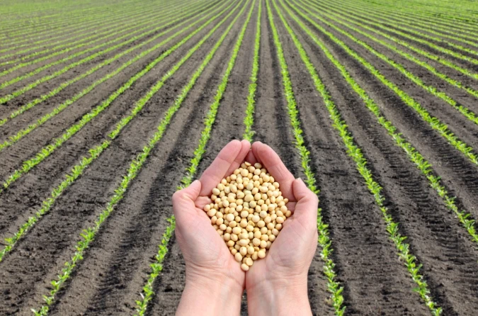 What are the risks of soy lecithin?