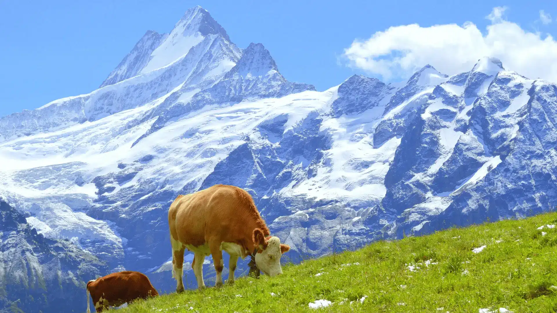 Friedlich grasende Kühe in den Alpen, die die Reinheit der Protéalpes-Produkte symbolisieren, ohne Süßstoffe, ohne Zusatzstoffe.