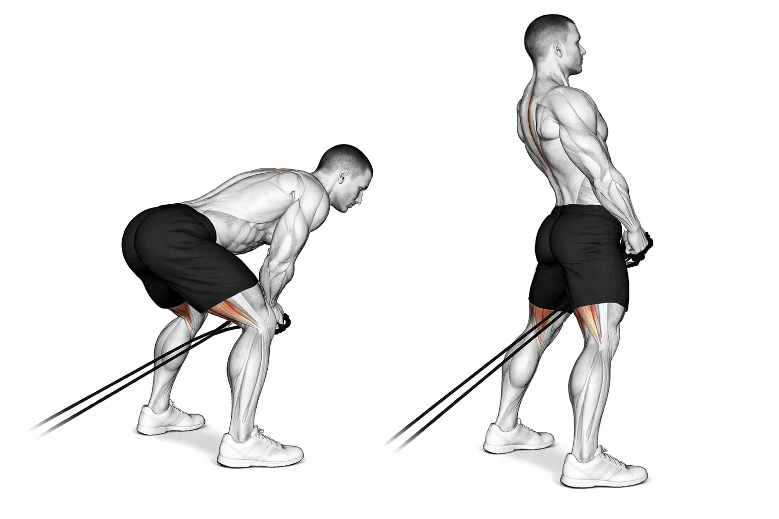 Tirage de câble entre les jambes - Pull-through poulie basse.