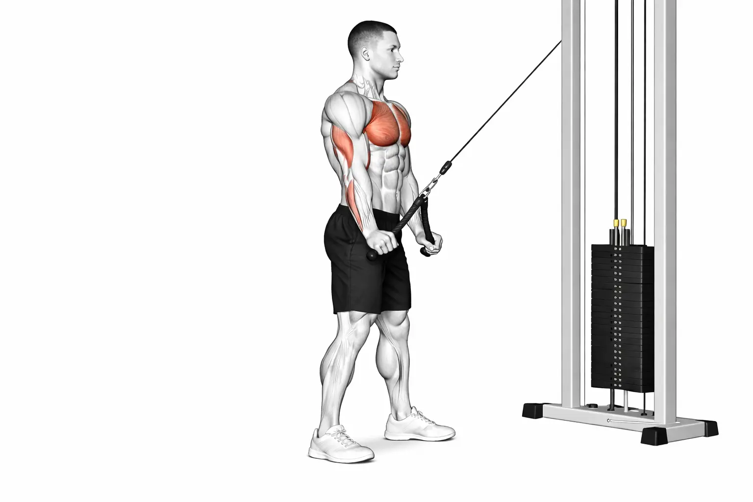 Extensions triceps à la poulie (cable) - Pushdown câble.