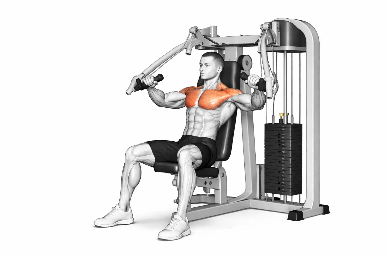 Presse pectorale - Machine chest press.